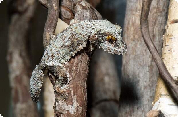 Мшистый плоскохвостый геккон (лат. Uroplatus sikorae)