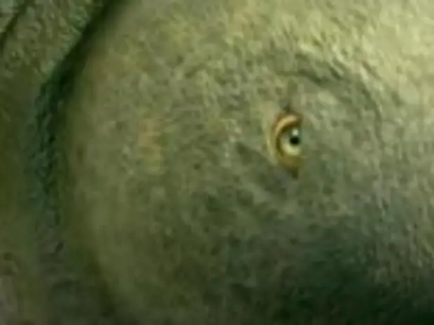 Научное описание внешнего вида пришельцев по Хокингу (Видео)