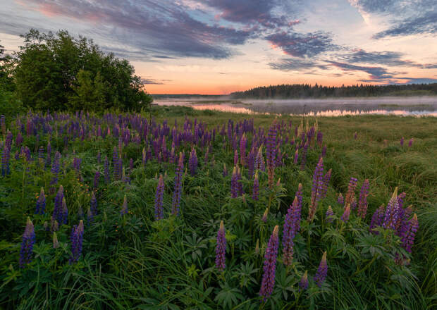Цветочная подборка фото, которые создадут вам хорошее настроение