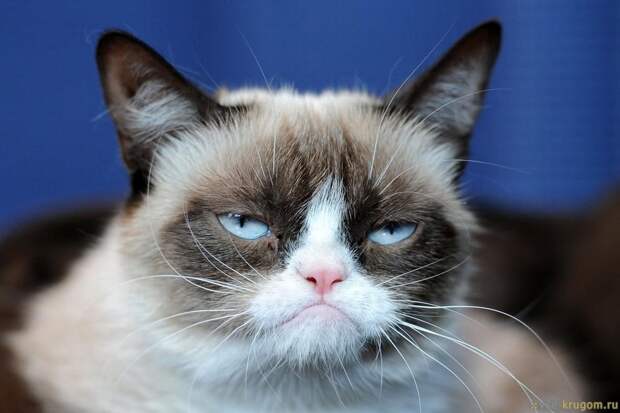 «Замедление» и коллаборационизм