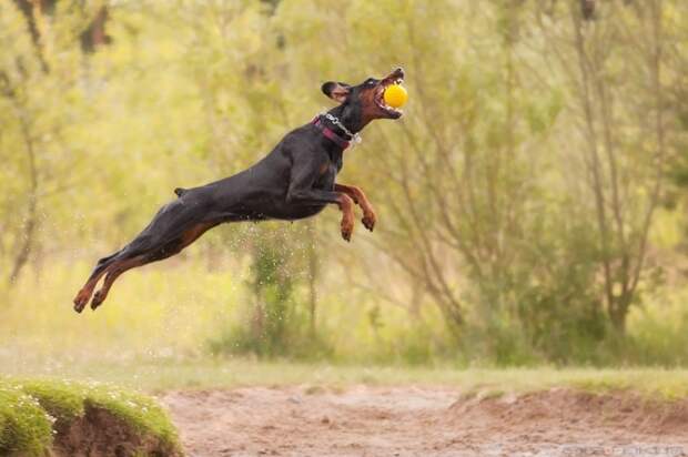 Собака очень активна. ¦Фото: dogbreedatlas.com. Собака очень активна. ¦Фото: dogbreedatlas.com.