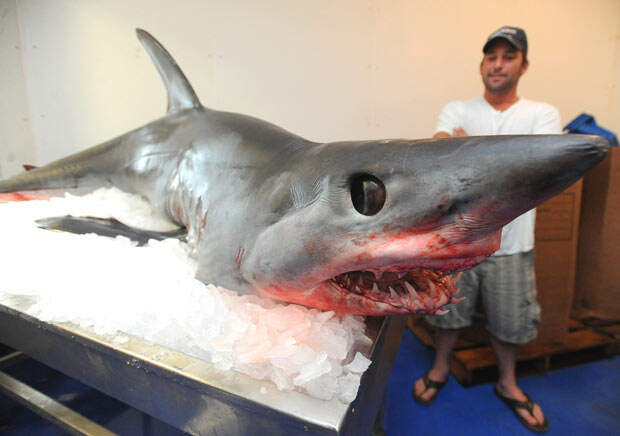 В лодку рыбака влетела 170-килограммовая акула