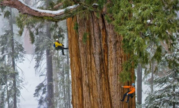 Самое высокое дерево на Земле уже достигло 116 метров и продолжает расти