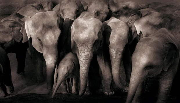 Люди и животные в фотографиях Gregory Colbert Люди и животные в фотографиях Gregory Colbert