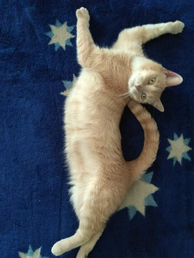 помощь коту кот на кровати