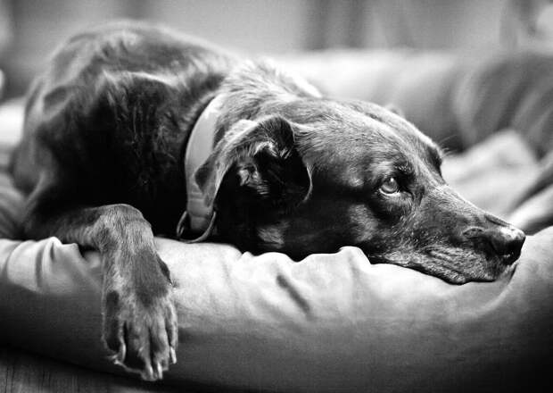 Почему собаки живут меньше людей?