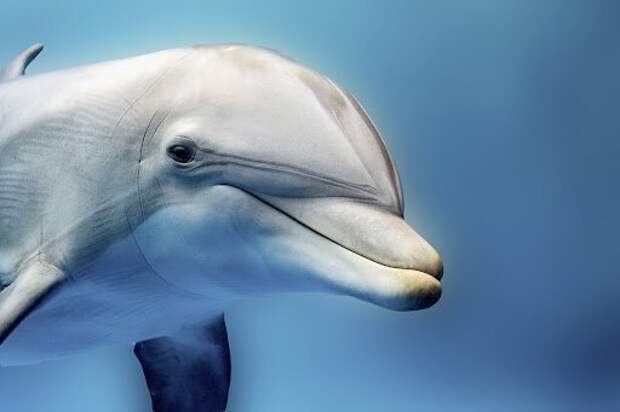 Откуда дельфины и киты получают пресную воду?