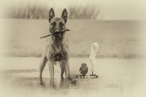 557705-900-1458032069-ingo-else-dog-owl-friendship-tanja-brandt-3