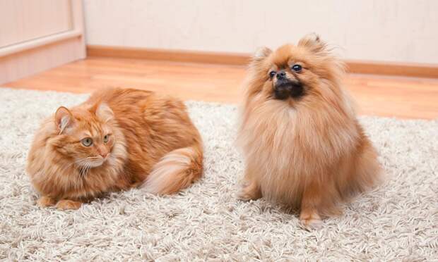 Ветеринар Гриненко перечислила болезни, которыми могут заразить друг друга кот и пес