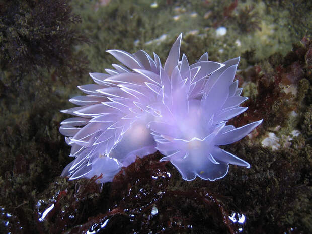 Морские красавцы морские слизни, голожаберные моллюски, морские обитатели, Природа, без рейтинга, длиннопост