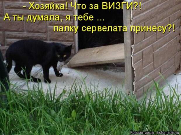 Отличная котоматрица на Бугаге (35 фото)