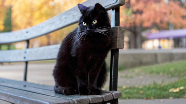 Кот без забот