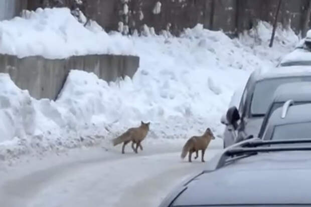 Пара гуляющих по московскому району Куркино лис попала на видео