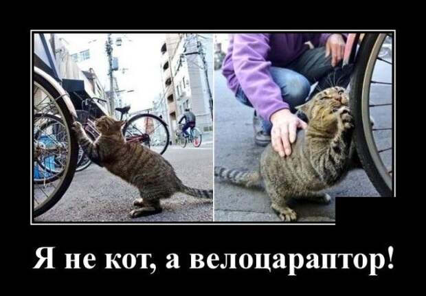 demotivatory-demotivator-smeshnye-demotivatory-demotivator-so-smyslom