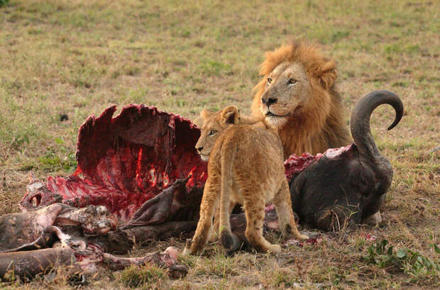 22 будоражащих кровь снимка, на которых животные едят животных