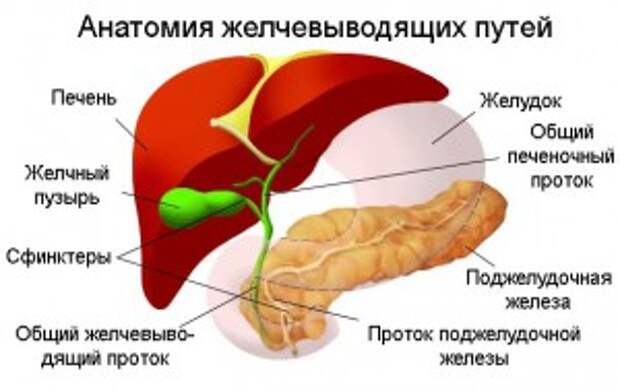 Дискинезия желчных путей