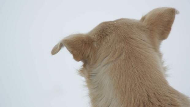 Собачье дело. "Созрели" ли барнаульцы для уборки за своими питомцами