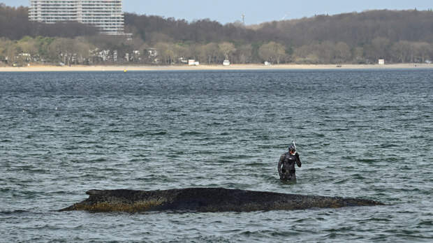 Спасенный на Балтике горбатый кит снова застрял на мелководье