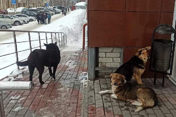 Бездомными животными в Тамбове вновь займётся ИП из Мордовского округа
