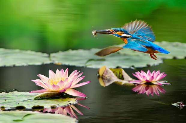 kingfisher flight and lotus, автор — FuYi Chen на 500px.com