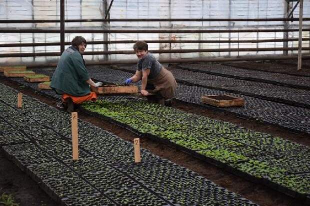 В Тамбове утвердили цены на услуги дирекции благоустройства