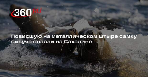 Повисшую на металлическом штыре самку сивуча спасли на Сахалине