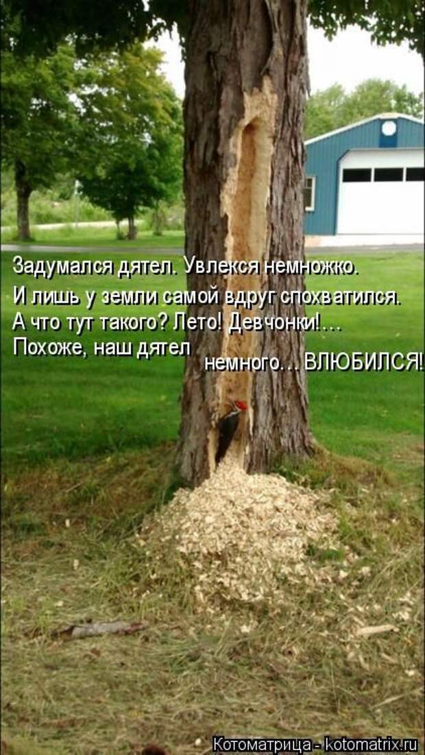 Лучшие котоматрицы недели (50 фото)