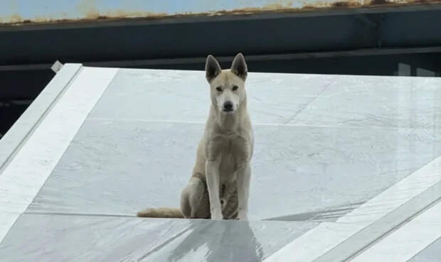 Пса сбросили с моста, и он приземлился на крышу винокурни