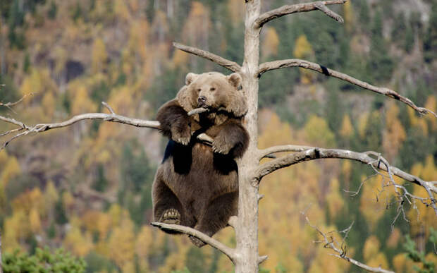 Медведица забралась на вершину дерева, чтобы вздремнуть и насладиться пейзажем