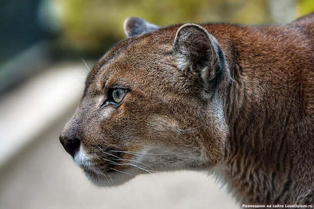 Портреты животных