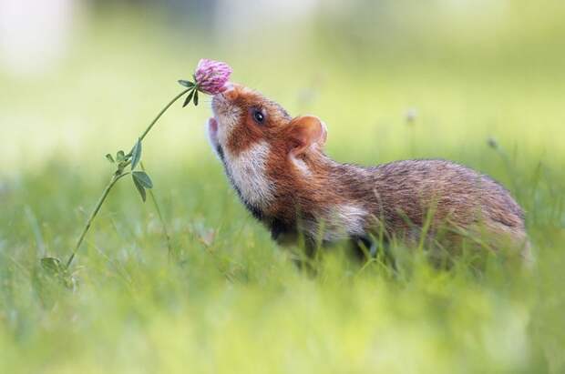 15 очаровательных животных, наслаждающихся ароматом цветов