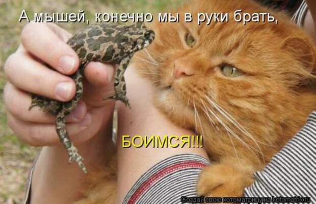 Котоматрицы(картинки с надписями)