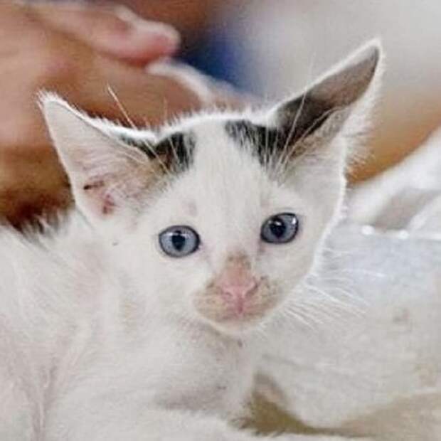 Котенок лежит Котик с голубыми глазами