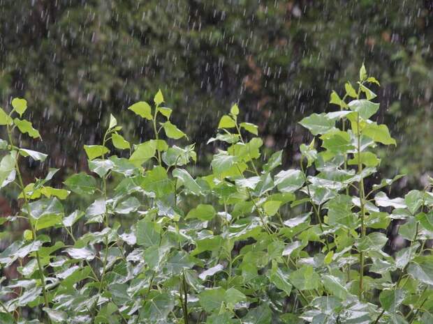 В Забайкалье ожидаются небольшие дожди