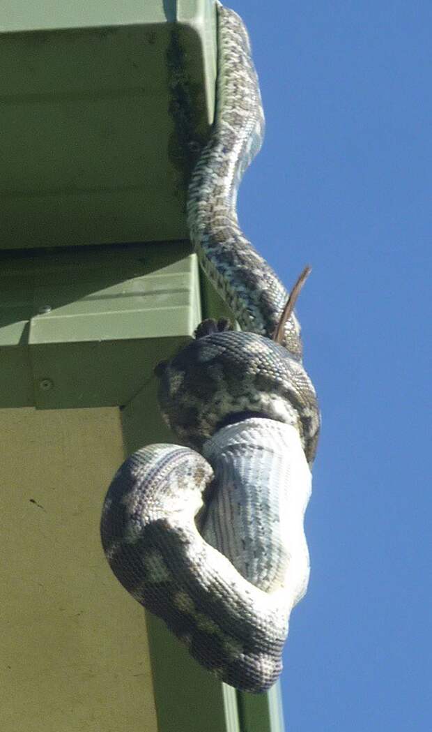 А тем временем в Австралии А тем временем в Австралии австралия, животные, змея