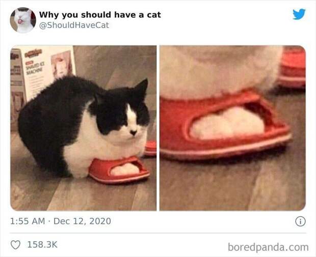 Как котики проникают в наши сердца Как котики проникают в наши сердца