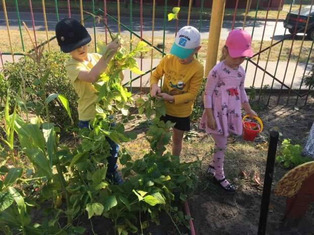 Посадили огород посмотрите что. Огород в детском саду. Детский огород в детском саду. Детский огород в детском саду на улице. Экскурсия в огород детского сада.
