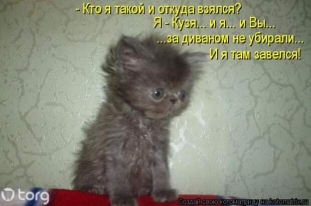 Веселая котоматрица