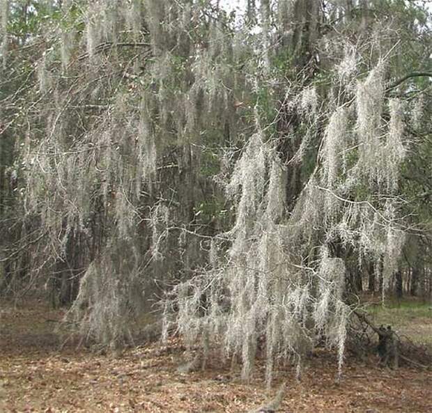 Этот загадочный испанский мох
