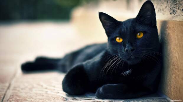 обои Черный кот отдыхает у бардюра фото
