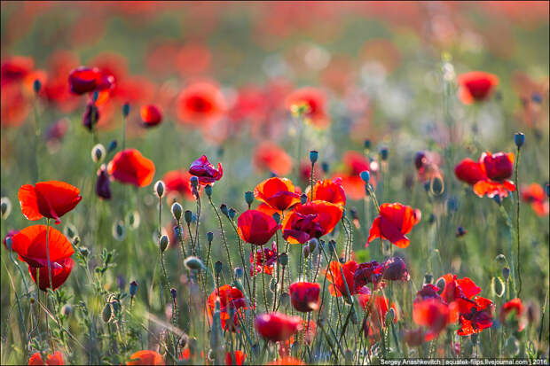 Crimean poppies / Крымские маки