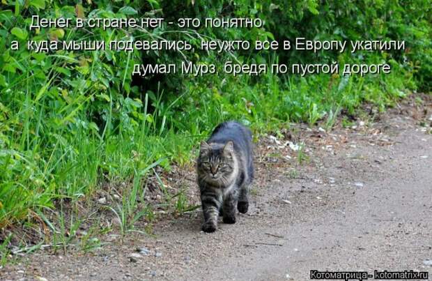 Лучшие котоматрицы недели (50 фото)