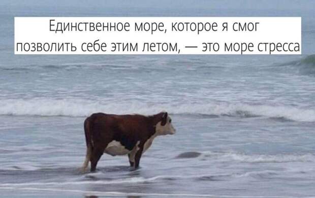 смешные картинки с надписями (6)