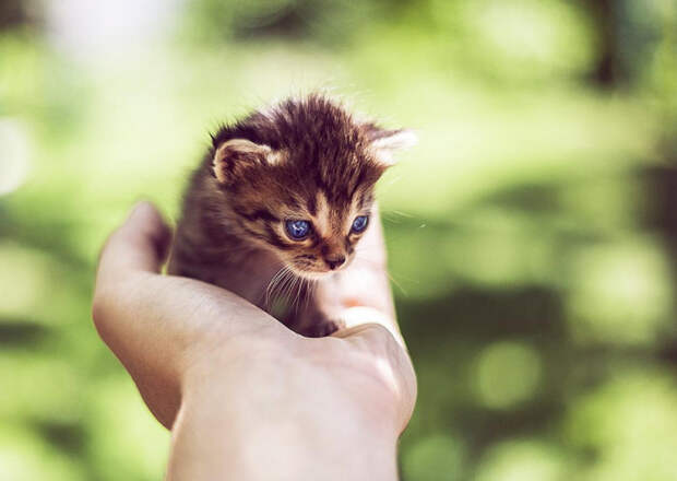 25 маленьких котят, которые согреют ваше сердце!