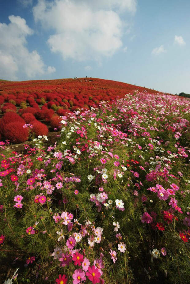 NewPix.ru - «Hitachi Seaside Park» сад цветов в Японии