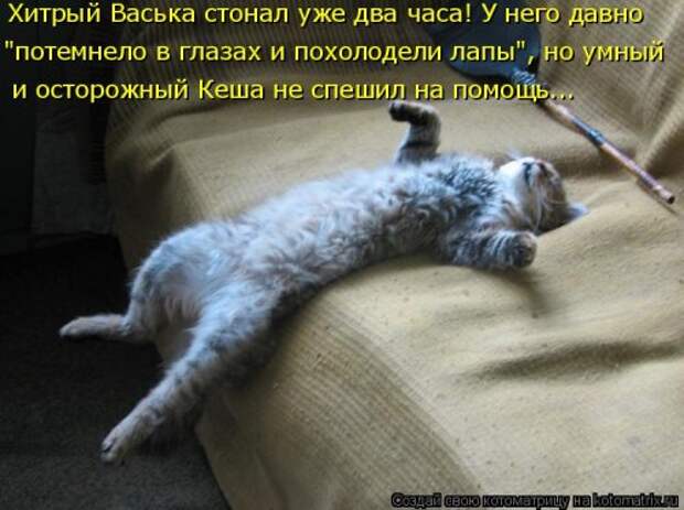Новая котоматрица (36 фото)