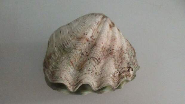 Редкая ракушка стала причиной для возбуждения двух дел в отношении жителя Алтая