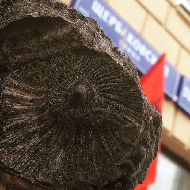 Улицу в Москве покрыли глиной с останками моллюсков Юрского периода