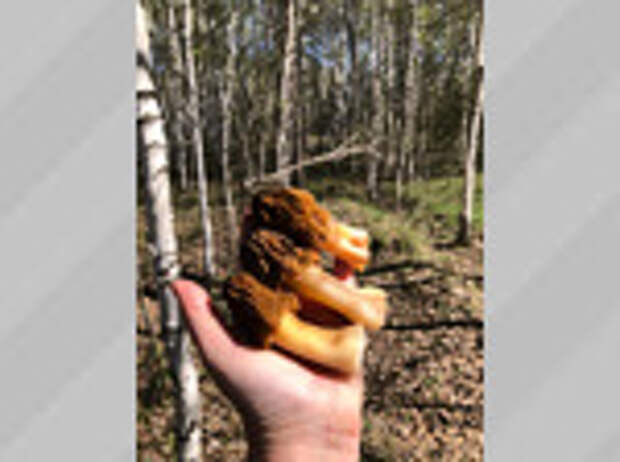 Фото: Елена Прилуцкая / vk.com/gribniki22rus