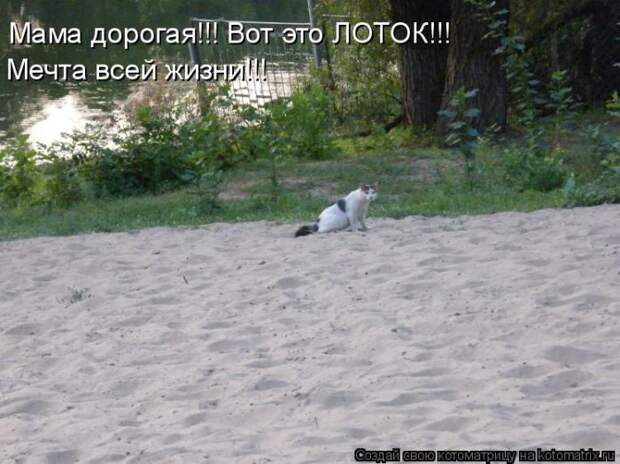Лучшие котоматрицы недели (50 фото)